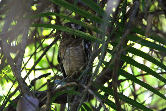 Image of African Wood Owl