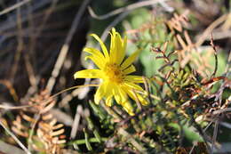 Image of Brachyglottis lagopus (Raoul) B. Nord.