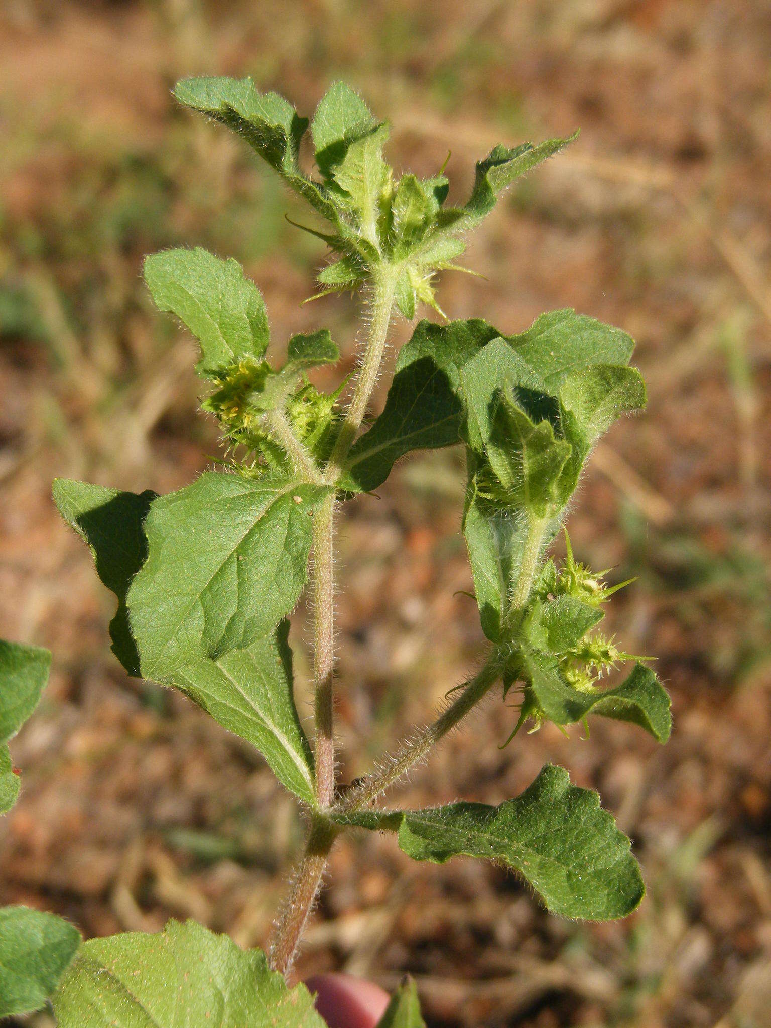 Image of hispid starbur