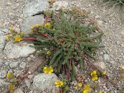 Plancia ëd Ivesia lycopodioides var. scandularis (Rydb.) Ertter & Reveal