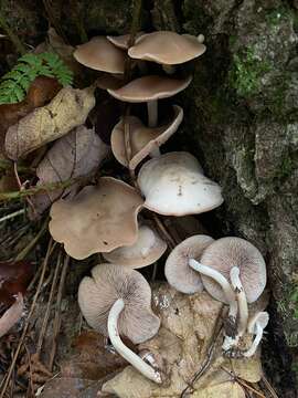 Image of Psathyrella conissans (Peck) A. H. Sm. 1972