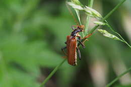 Image of <i>Lycocerus suturellus</i>