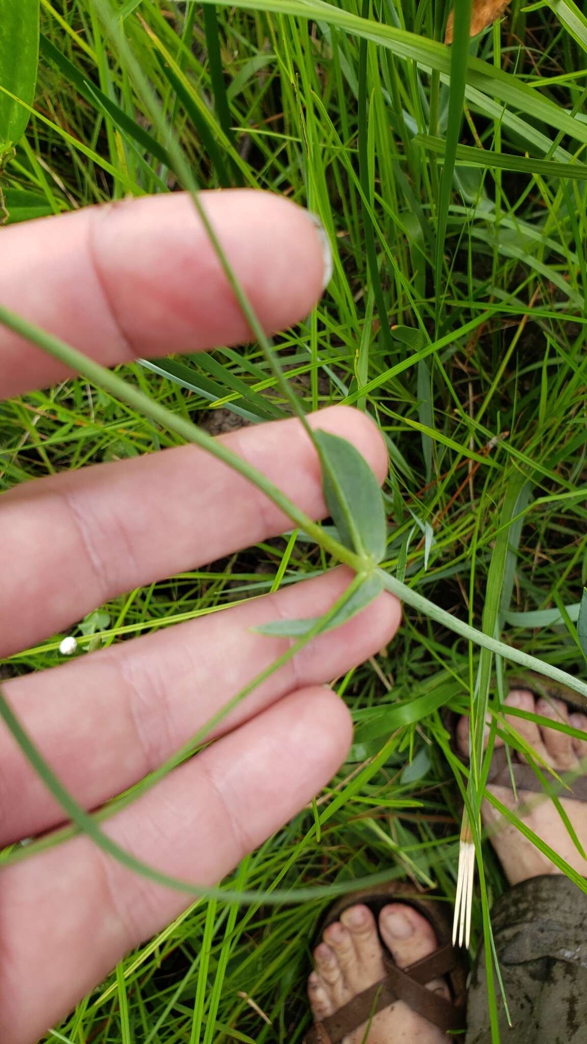 <i>Sabatia <i>macrophylla</i></i> var. macrophylla resmi