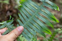 Image de Dicranopteris splendida (Hand.-Mazz.) Tag.