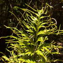 Image of Selaginella polymorpha Badré