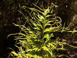 Selaginella polymorpha Badré resmi