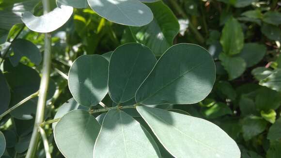 Image of sickle senna