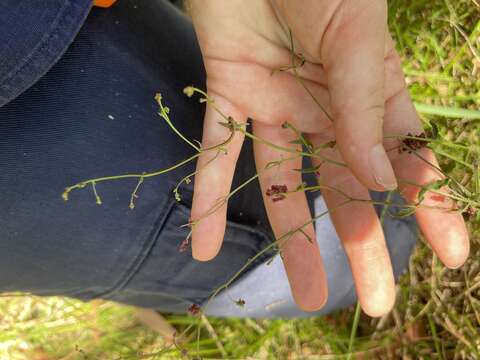 Image of Chinese raspwort