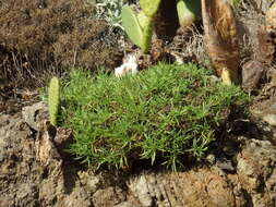 Plantago arborescens subsp. maderensis (Decne.) A. Hansen & Kunk. resmi