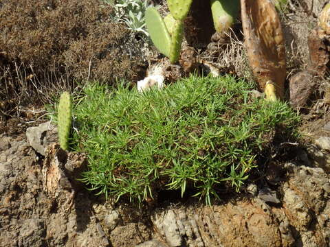 Plantago arborescens Poir. resmi