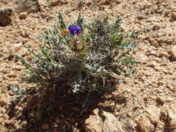 Image of Acanthopsis horrida (Nees) Nees