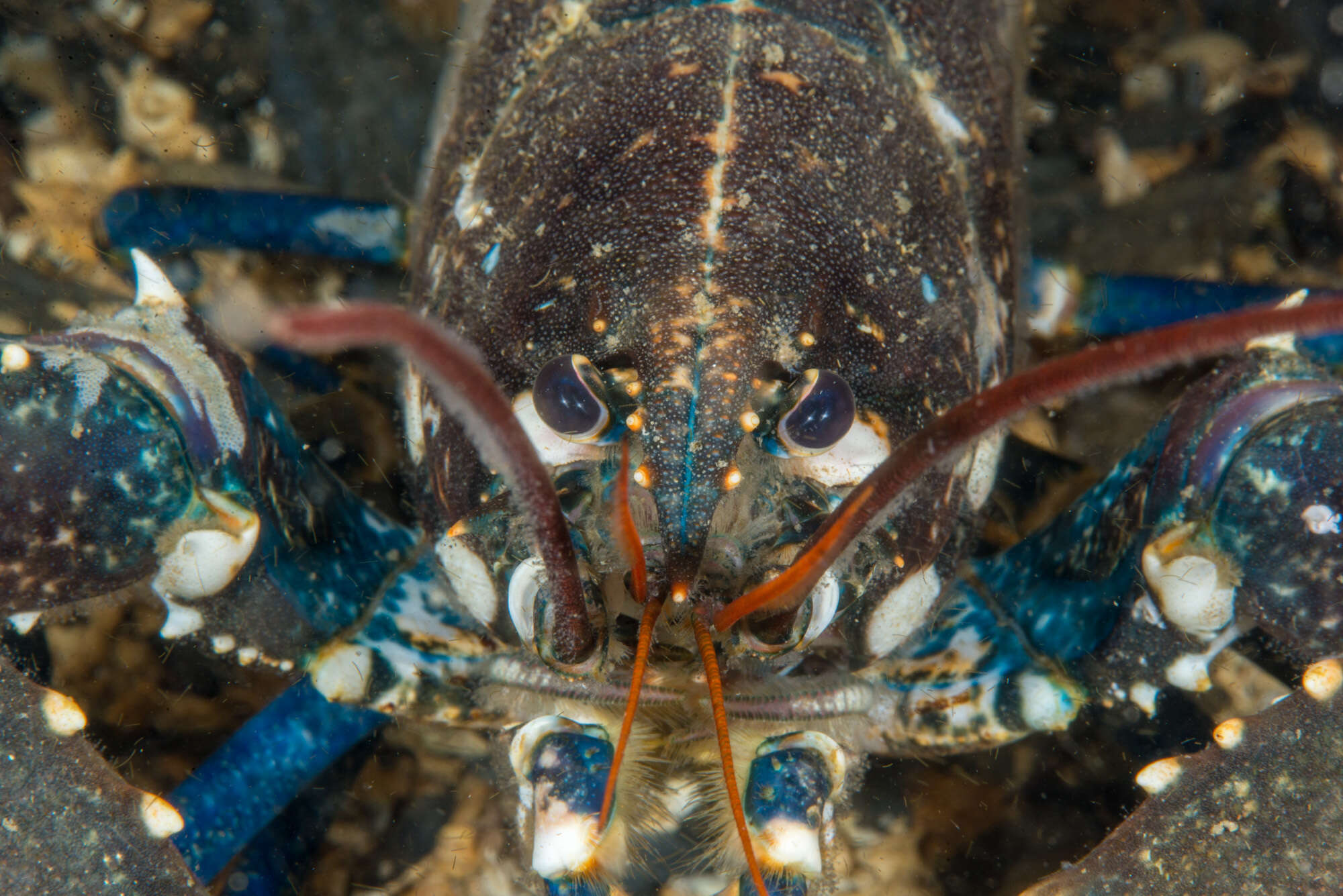 Image of Common lobster