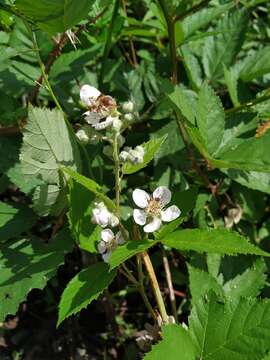 صورة Rubus procerus P. J. Müll. ex Genev.