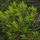 Image of Leucopogon veillonii (Virot)