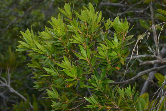 Image of Leucopogon veillonii (Virot)