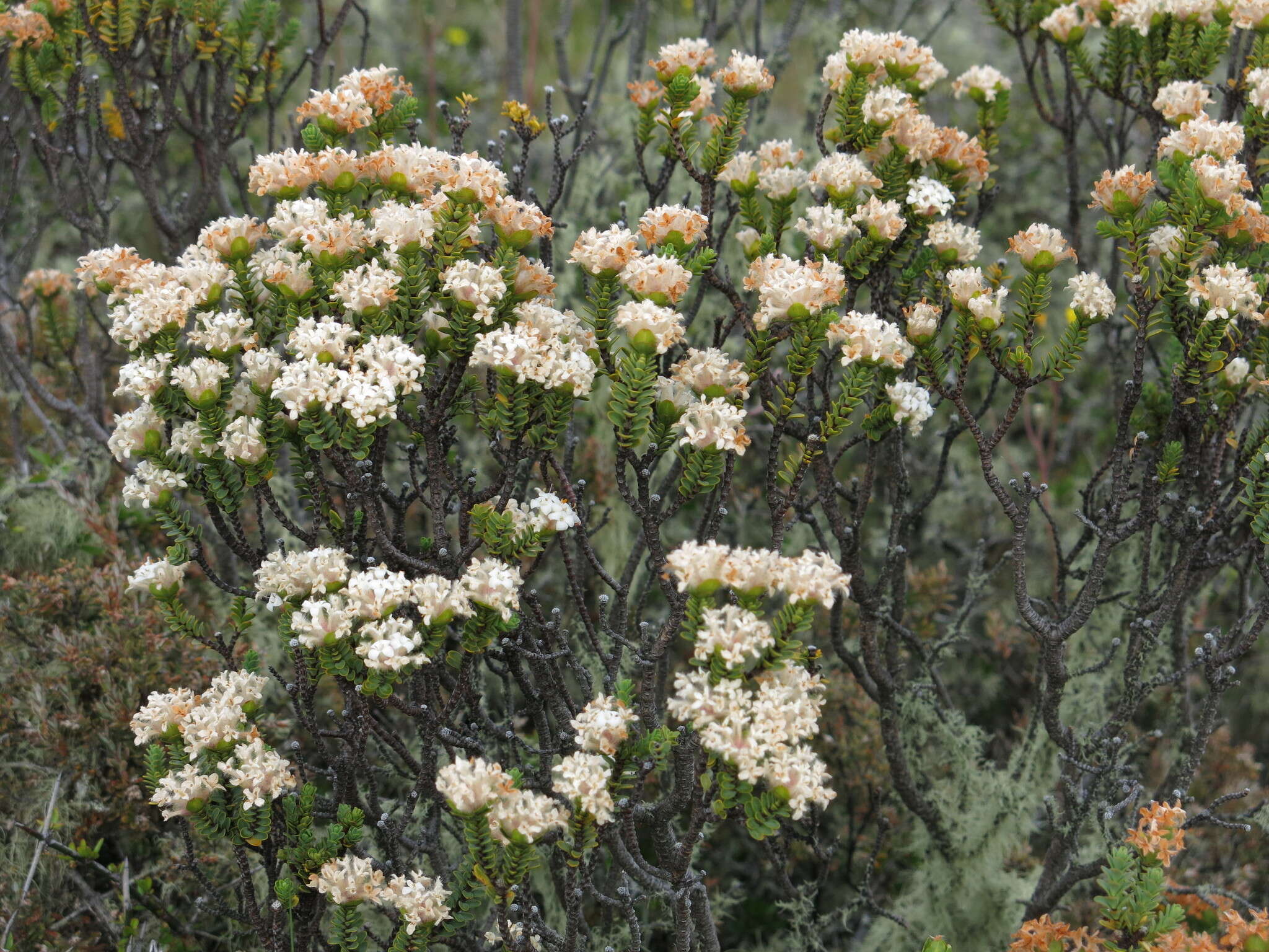 Image of Pimelea traversii Hook. fil.