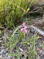 Image of Lachenalia salteri W. F. Barker