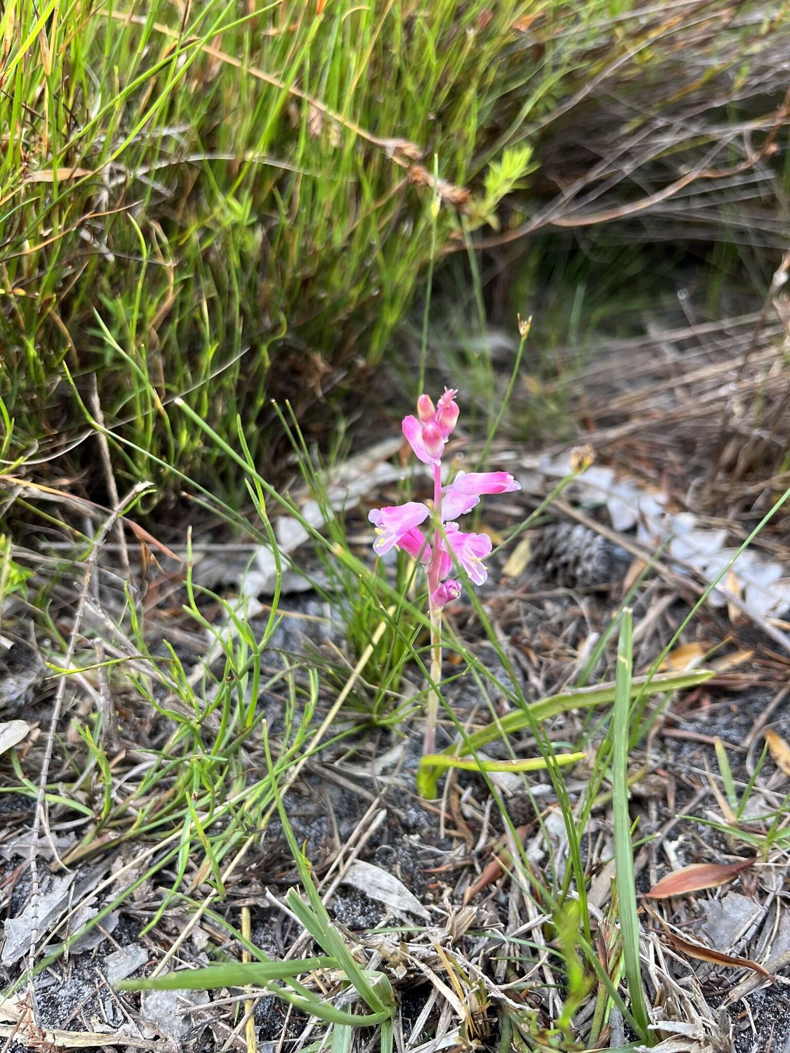 Image of Lachenalia salteri W. F. Barker