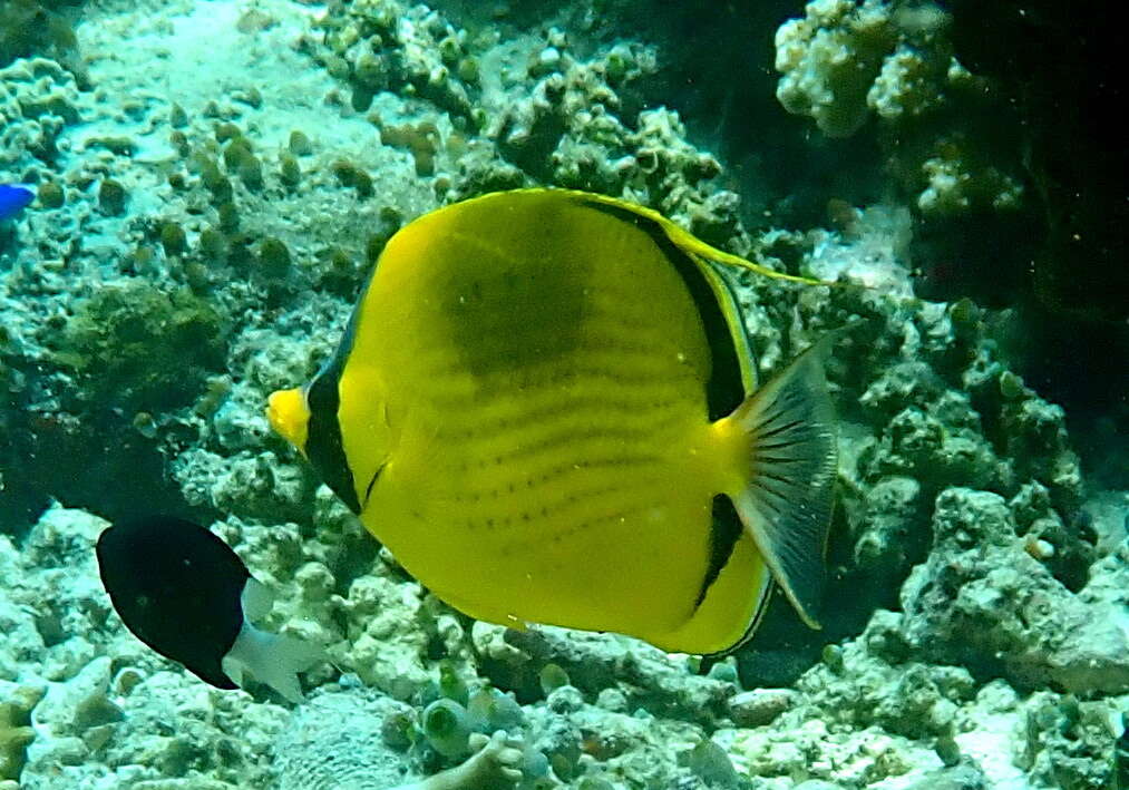 Image of Decorated Butterflyfish