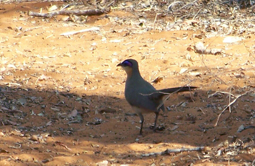 Image of Running Coua