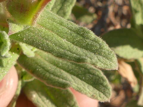 Image of hairy rockrose