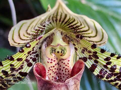 Image de Paphiopedilum argus (Rchb. fil.) Stein