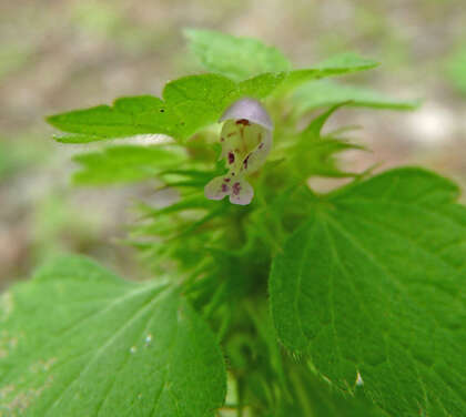 Image of purple deadnettle