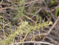 Image of Saxinis (Boreosaxinis) deserticola Moldenke 1970