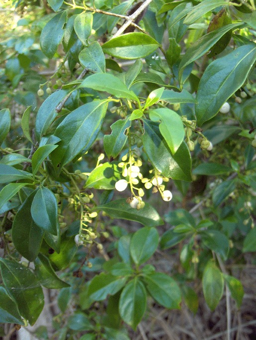 Chiococca alba (rights holder: Homer Edward Price)