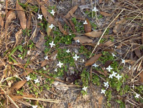 Image of Virginia buttonweed