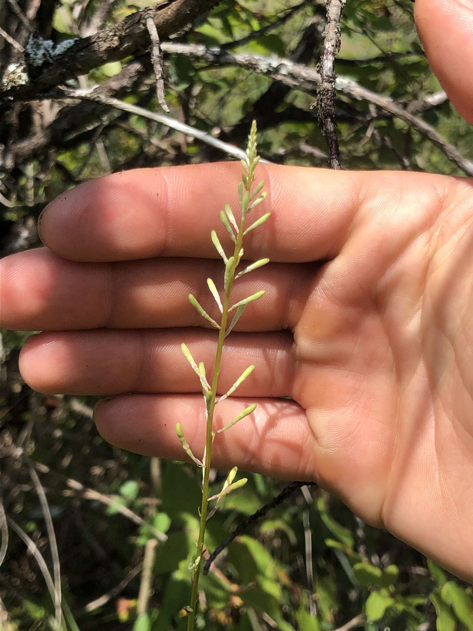 Oenothera filipes (Spach) W. L. Wagner & Hoch resmi