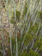 Image of Argiope australis (Walckenaer 1805)