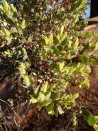 Image of Tuft flower