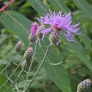 Image of spotted knapweed