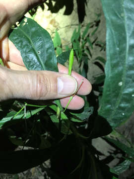 Image of Linear-Leaf Wild Petunia