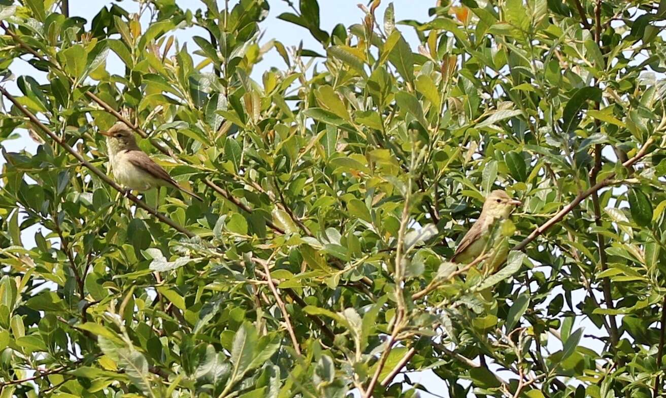 Image of Melodious Warbler