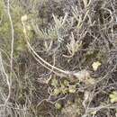 Image of Albuca caudata Jacq.