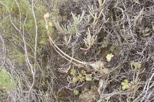 Image of Albuca caudata Jacq.