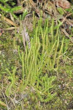 Image of Oriental clubmoss