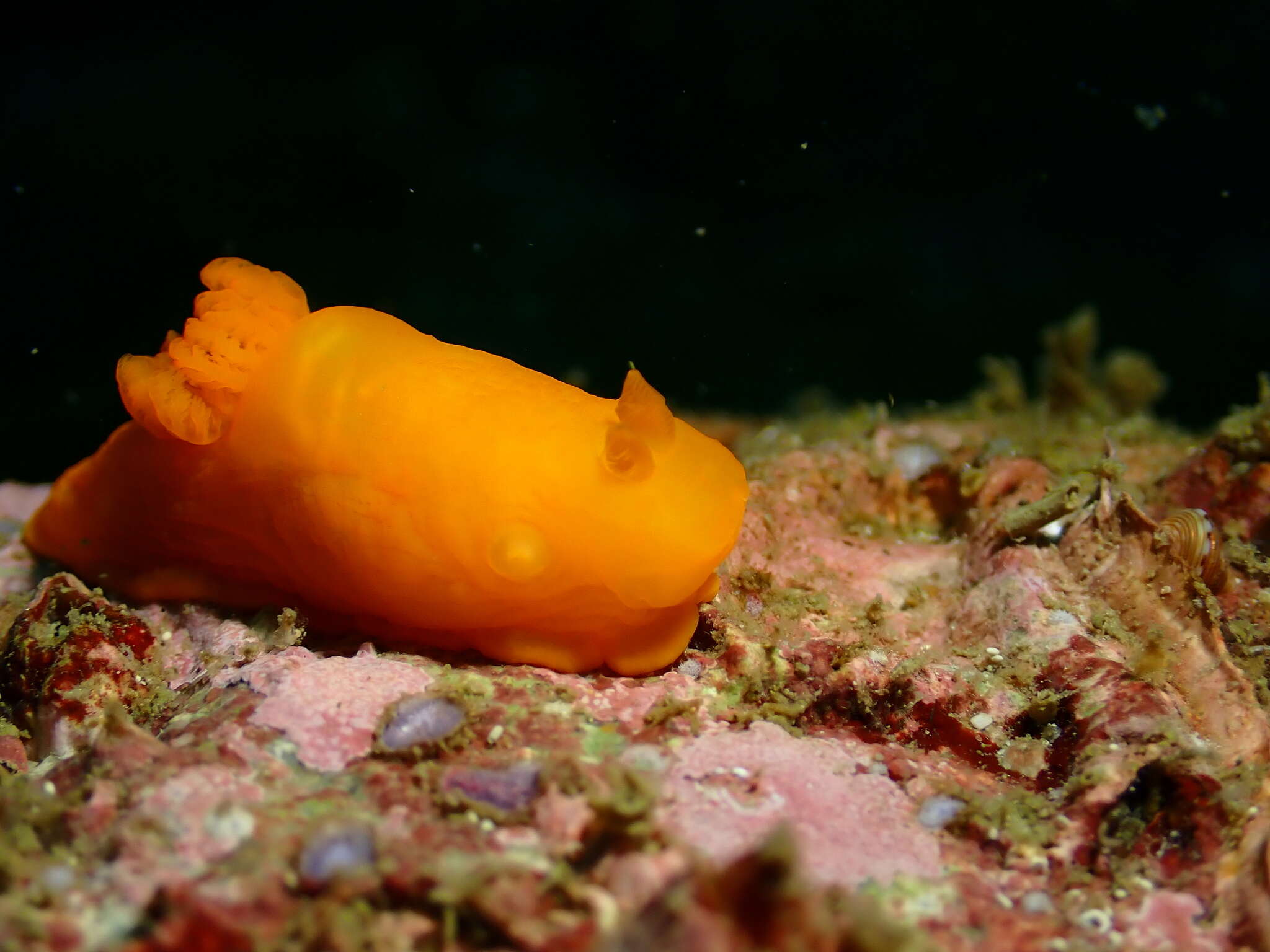 Image of Gymnodoris inornata (Bergh 1880)