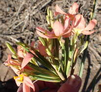 Moraea bifida (L. Bolus) Goldblatt resmi