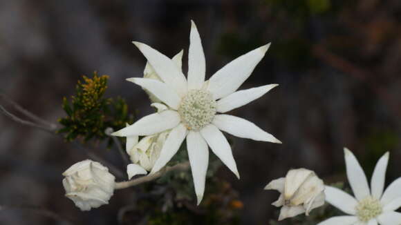 Imagem de Actinotus helianthi Labill.