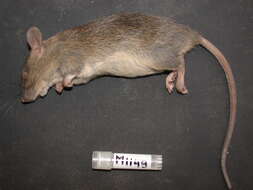 Image of Pacific Rat