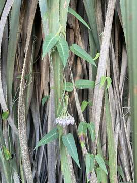 Funastrum torreyi (A. Gray) Schltr. resmi