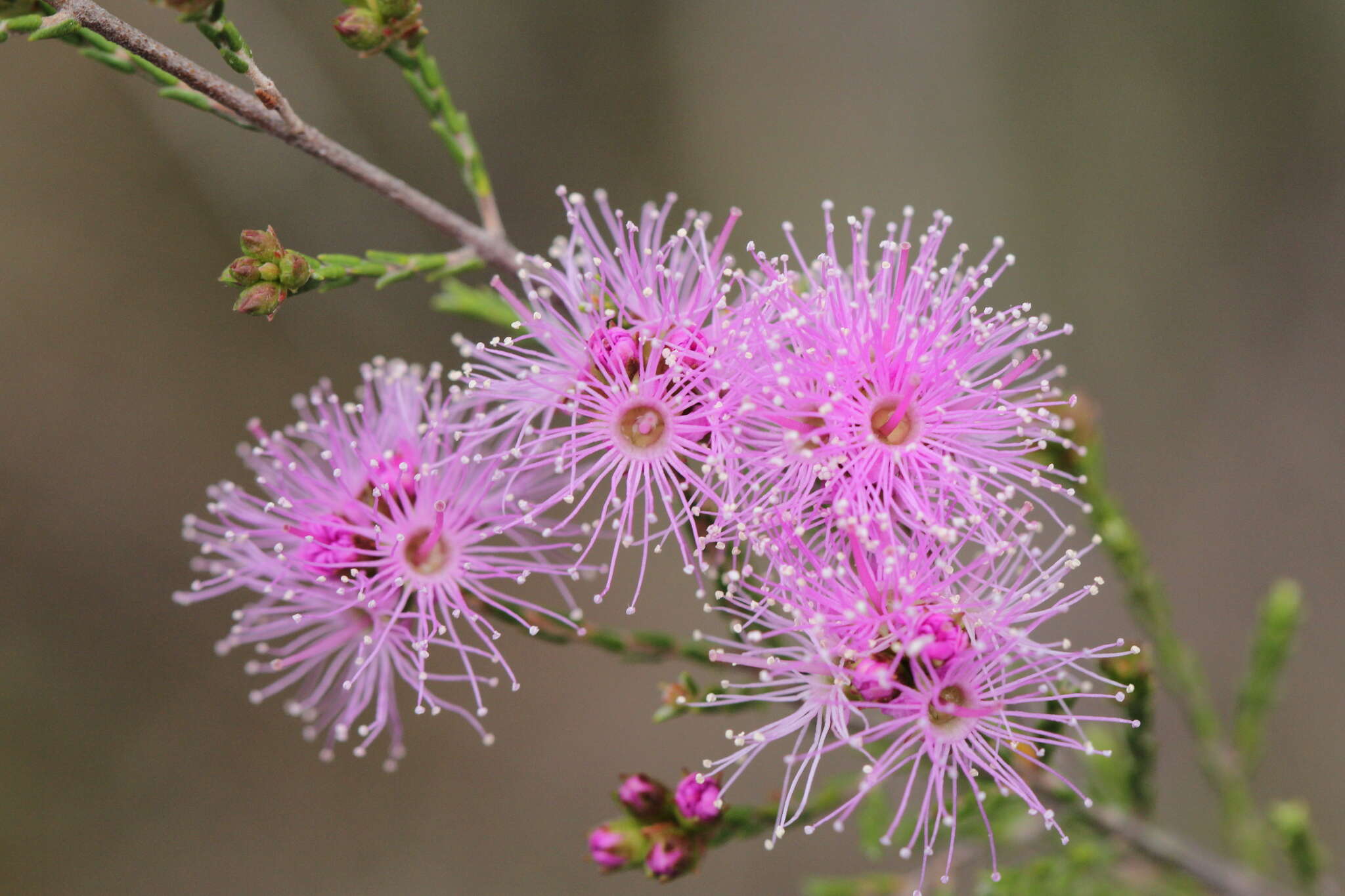 صورة Kunzea opposita F. Müll.