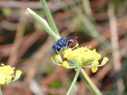 صورة <i>Chrysis magnidens</i>