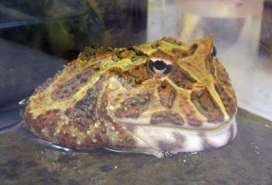 Image of Chacoan Horned Frog