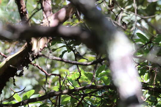 Image of Crescent-chested Warbler