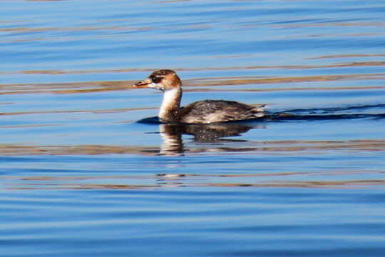 Image of Short-winged Grebe