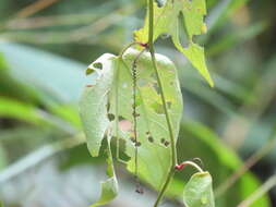 Image of Passiflora cisnana Harms